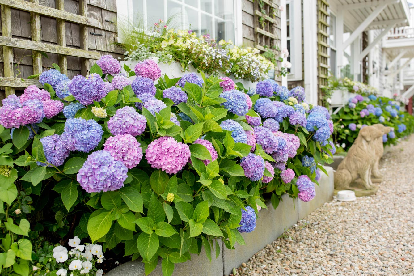 Nantucket Best Hydrangeas