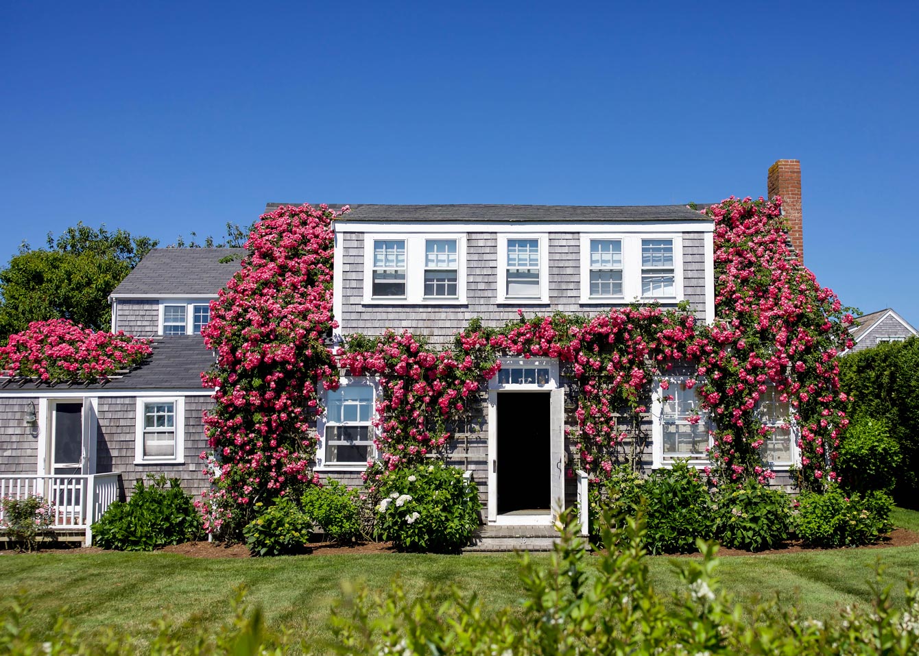 Sconset Nantucket Bluff Walk Roses