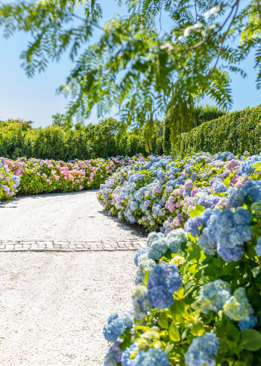 Best Nantucket Hydrangea